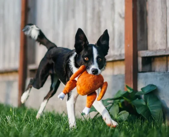 P.L.A.Y. HOLIDAY CLASSIC WHOLE TURKEY