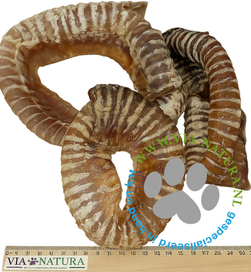 TANTE ROOS - RUNDERLUCHTPIJP GEBOGEN PER STUK